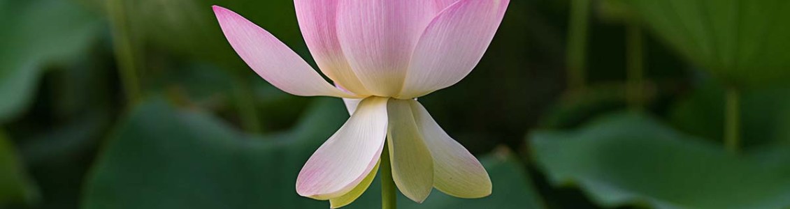 Lotus Lotus
